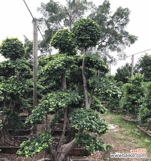 详解榕树种植方法及注意事项 如何种植健康的榕树？