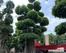 详解榕树种植方法及注意事项 如何种植健康的榕树？