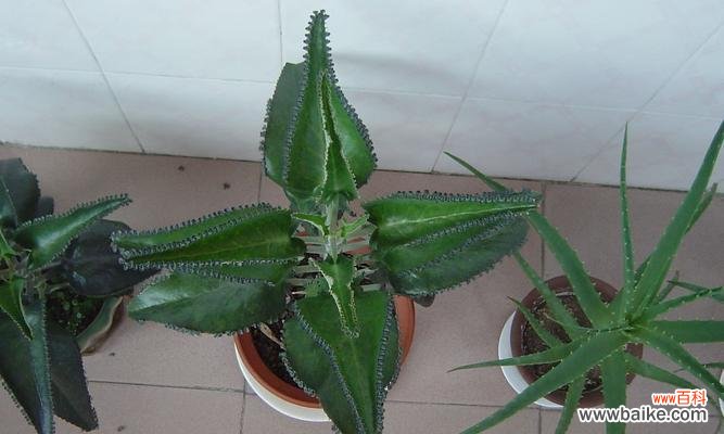 了解芦荟的品种，选择适合自己的芦荟品种 芦荟的多种用途与选择