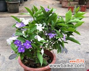 打造清香怡人的小花园,以“双色茉莉”为主打 双色茉莉花的养殖方法与注意事项