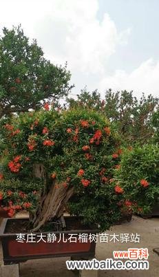 打造生机勃勃的室内绿化环境 石榴树盆景的养护与美化