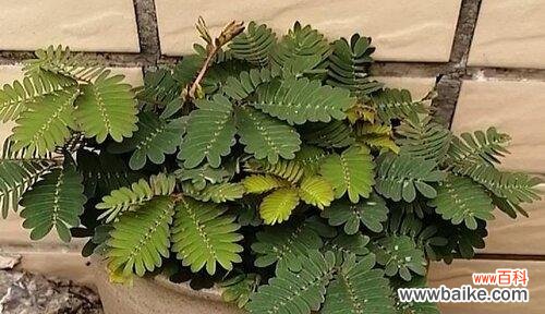 盆栽含羞草的养殖全攻略