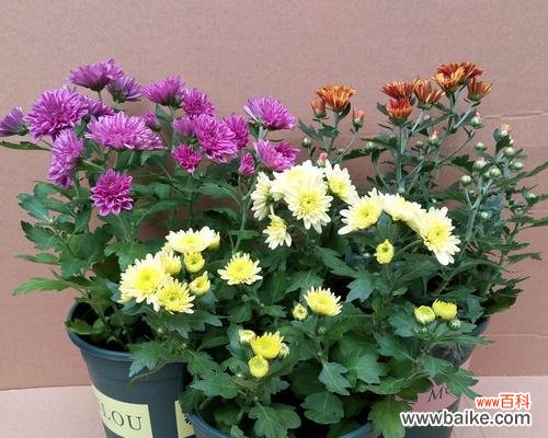 四季常青的千头菊及其开放奇迹 千头菊常年开放的神奇之处