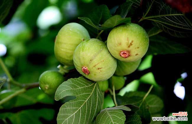 无花果怎么存放不坏 新鲜无花果怎么保存?