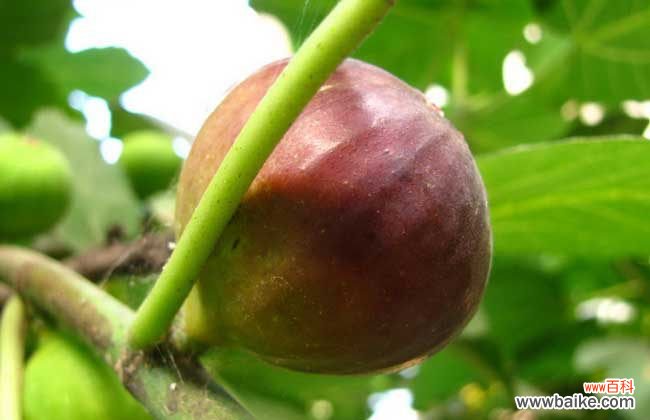 无花果怎么存放不坏 新鲜无花果怎么保存?