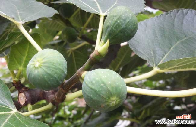 无花果怎么存放不坏 新鲜无花果怎么保存?