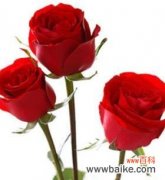 解读三朵玫瑰所代表的情感和意义 三朵玫瑰的深层含义