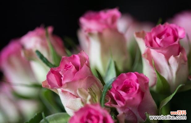 揭秘玫瑰花数量与情感之间的联系 玫瑰花的数量代表的含义