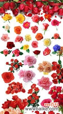 揭秘玫瑰花数量与情感之间的联系 玫瑰花的数量代表的含义