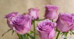 解读玫瑰花的深层含义与传统象征 玫瑰花的意义与象征