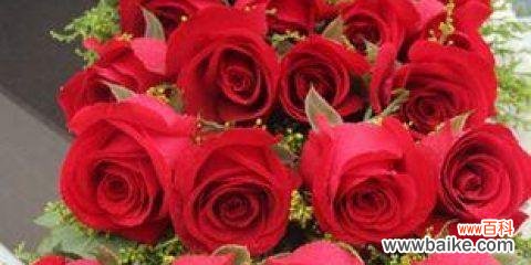 解读玫瑰花的深层含义与传统象征 玫瑰花的意义与象征