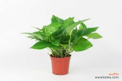 绿萝叶子冻了还能活吗