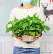 绿萝叶子长斑怎么办