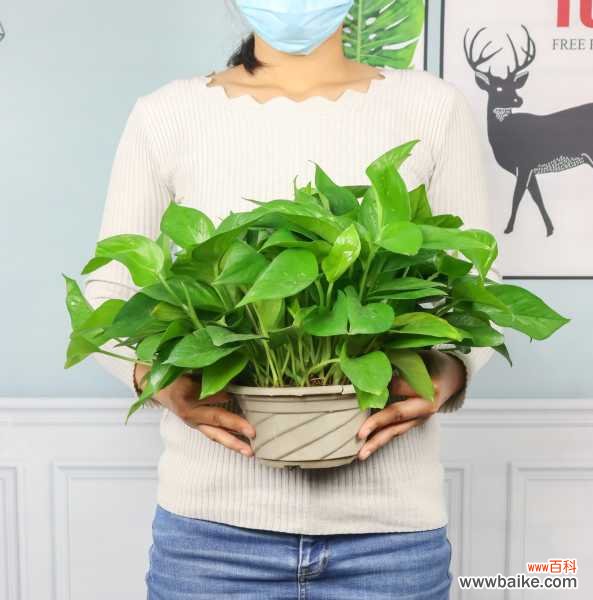 绿萝叶子长斑怎么办