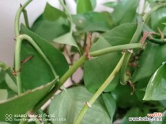 冬季绿萝叶子长黑斑怎么解决