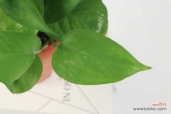 绿萝蔫了怎么补救