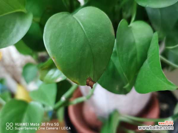 绿萝散发臭味怎么解决