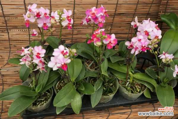 蝴蝶兰叶子发黑怎么办