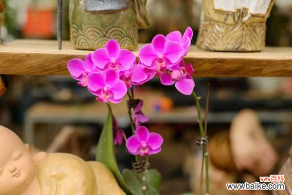 蝴蝶兰冻伤了怎么办