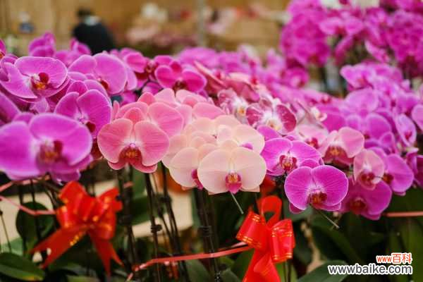 蝴蝶兰冻伤了怎么办