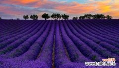 薰衣草花语是什么？它的寓意有哪些常见疑问解答？