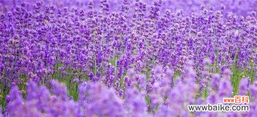 薰衣草花语是什么?它的寓意有哪些常见疑问解答?
