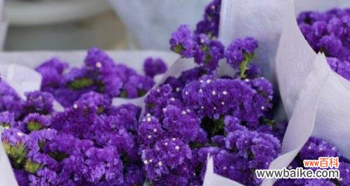 薰衣草花语是什么?它的寓意有哪些常见疑问解答?