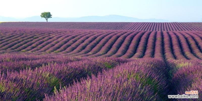 薰衣草花语是什么意思?它代表了哪些含义?