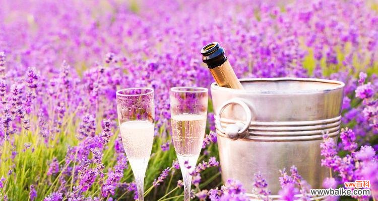 薰衣草花语是什么意思?它代表了哪些含义?