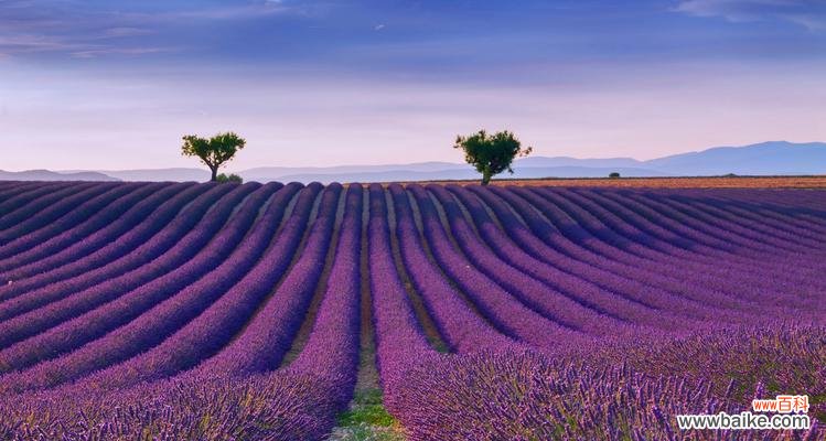 薰衣草花语是什么意思?它代表了哪些含义?