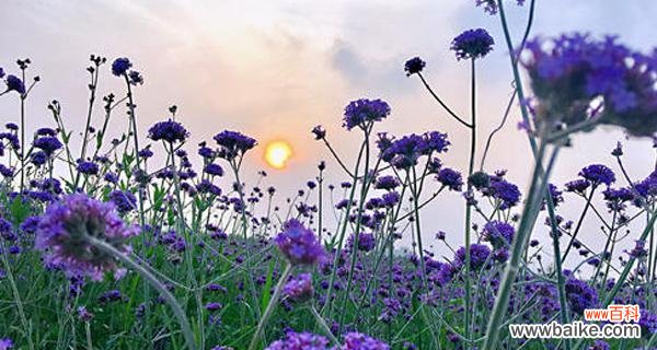 薰衣草花语代表等待爱情吗？如何正确理解薰衣草的含义？