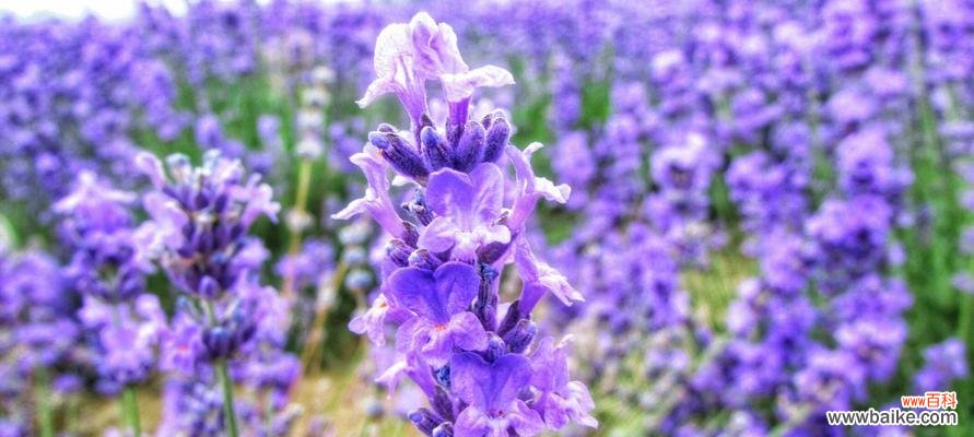 薰衣草花语代表等待爱情吗？如何正确理解薰衣草的含义？
