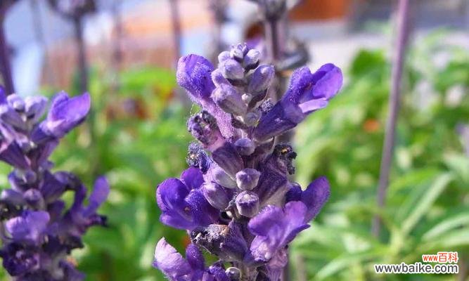 薰衣草花语代表等待爱情吗？如何正确理解薰衣草的含义？