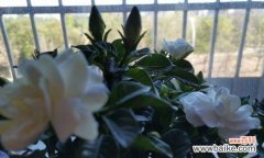 栀子花代表什么意思？它的花语和象征意义是什么？