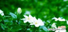 栀子花的花语是什么？栀子花花期通常持续多久？