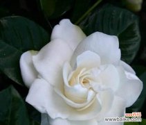 栀子花的花语是什么？栀子花寓意着什么含义？