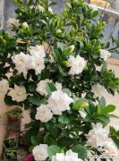 栀子花花语怎么养？如何正确养护以保持其美丽含义？