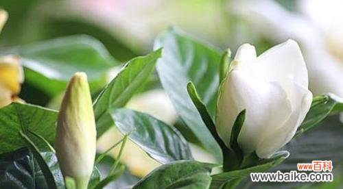 栀子花的寓意和传说有哪些?为什么会被认为不吉利?