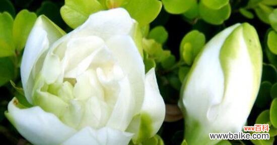 栀子花的寓意和传说有哪些?为什么会被认为不吉利?