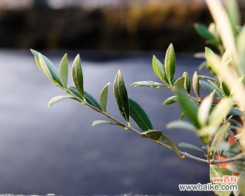 橄榄花代表什么?橄榄花的象征意义有哪些常见问题?