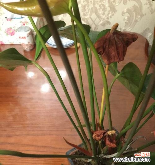 揭秘红掌黄叶的成因与防治方法 红掌黄叶的原因分析