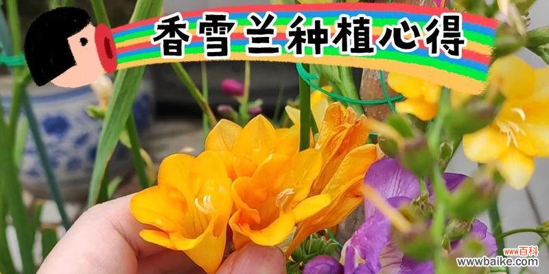 了解关于香雪兰的培育技巧和栽培时间,让你在春季成功种植 种植香雪兰种球的方法与时间