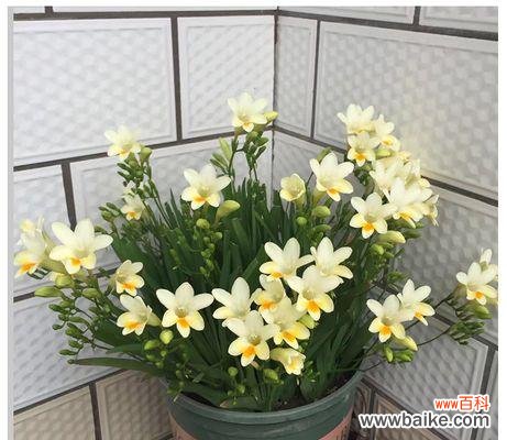 了解关于香雪兰的培育技巧和栽培时间,让你在春季成功种植 种植香雪兰种球的方法与时间