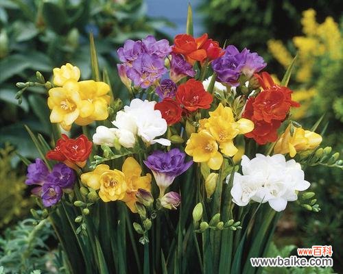 了解关于香雪兰的培育技巧和栽培时间,让你在春季成功种植 种植香雪兰种球的方法与时间