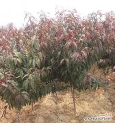 最佳修剪时间和技巧 如何正确修剪碧桃树