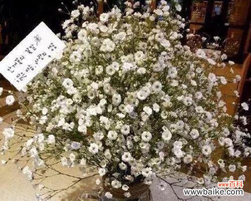 传递爱与希望的完美礼物 寄托美好祝愿——送满天星花束的含义