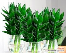 水培技巧与注意事项 如何正确养护富贵竹