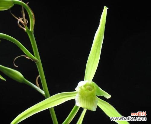 探秘寒兰花开时间及风情 赏寒兰,迎春气清香四溢