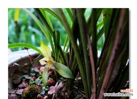 探秘寒兰花开时间及风情 赏寒兰,迎春气清香四溢