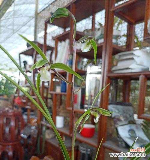 探秘寒兰花开时间及风情 赏寒兰,迎春气清香四溢